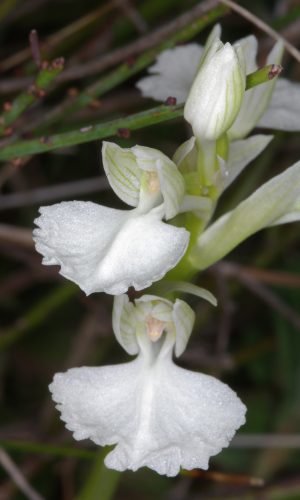 Esemplare albiflora var. vexillifera Reg. SARDEGNA Prov. Oristano 21-04-2007