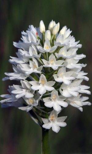 Esemplare albiflora Reg. PUGLIA Prov. Bari 21-05-2012