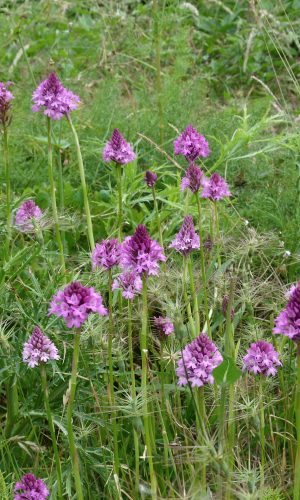 Reg. VENETO Prov. Vicenza 11-06-2013