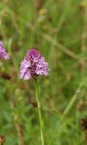 Reg. VENETO Prov. Vicenza 12-06-2013