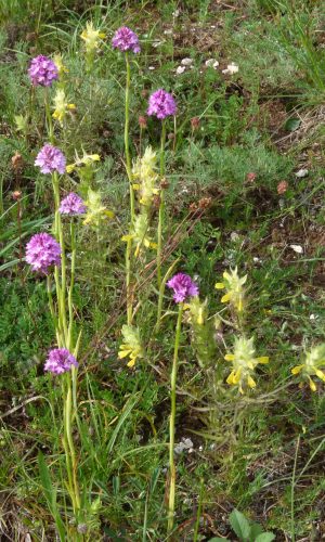 Reg. VENETO Prov. Vicenza 15-06-2013