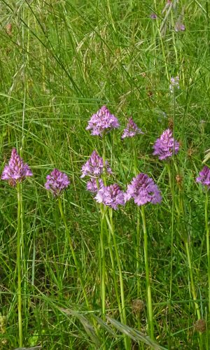 Reg. VENETO Prov. Vicenza 15-06-2013