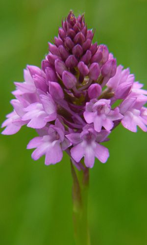 Reg. VENETO Prov. Vicenza 31-05-2015