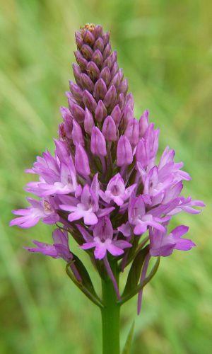 Reg. VENETO Prov. Vicenza 31-05-2015