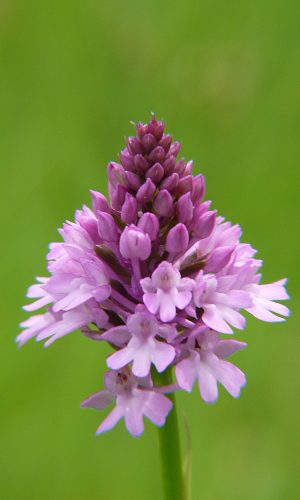 Reg. VENETO Prov. Vicenza 31-05-2015