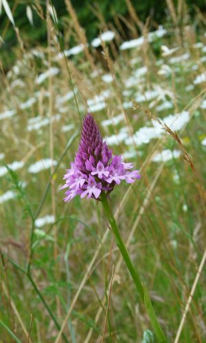 Reg. VENETO Prov. Vicenza 01-06-2020