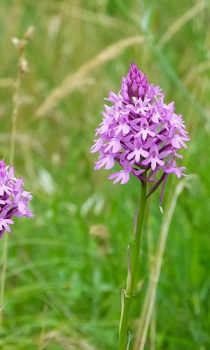 Reg. VENETO Prov. Vicenza 01-06-2020