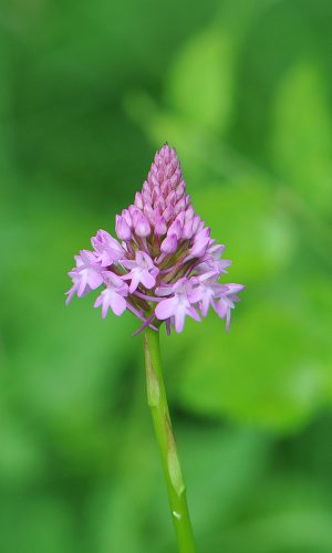 Reg. VENETO Prov. Vicenza 06-06-2020