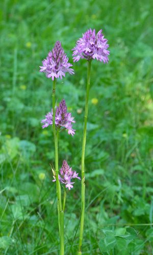 Reg. VENETO Prov. Vicenza 13-06-2020