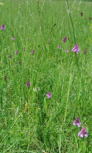 Reg. VENETO Prov. Vicenza 26-05-2021