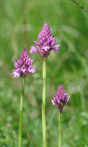 Reg. VENETO Prov. Vicenza 26-05-2021