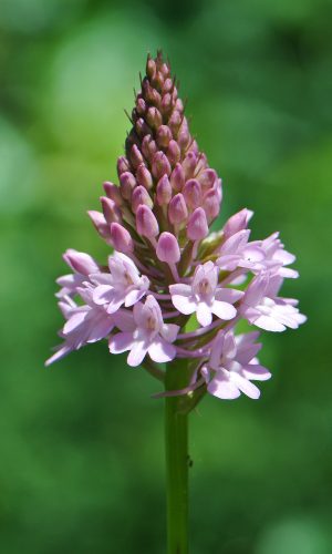 Reg. VENETO Prov. Vicenza 30-05-2021