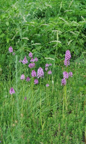 Reg. VENETO Prov. Vicenza 13-06-2021