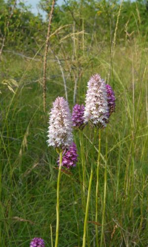 Esemplari albiflora Reg. VENETO Prov. Vicenza 16-06-2021