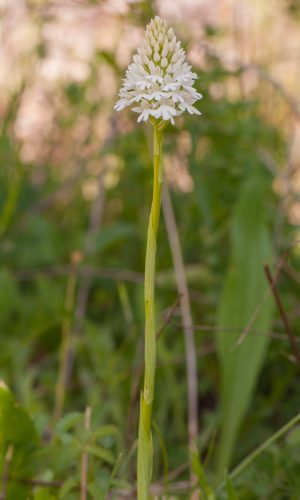 Esemplare albiflora Reg. BASILICATA Prov. Potenza 30-05-2012