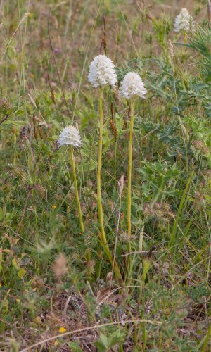 Esemplari albiflora Reg. BASILICATA Prov. Potenza 30-05-2012