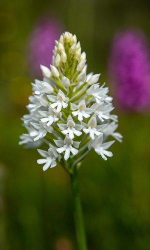 Esemplare albiflora Reg. SARDEGNA Prov. Oristano 08-06-2019