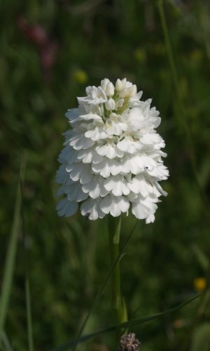 Esemplare albiflora Reg. PUGLIA Prov. Bari 22-05-2021