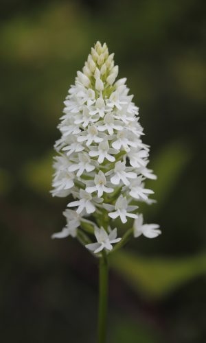 Esemplare albiflora Reg. VENETO Prov. Verona 01-06-2023