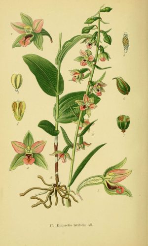 Abbildungen der in Deutschland und den angrenzenden gebieten vorkommenden grundformen der orchideenarten
Berlin,R. Friedländer & sohn,1904.
http://biodiversitylibrary.org/item/52702