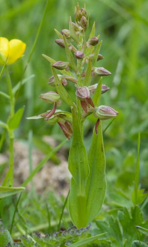 Reg. LIGURIA Prov. Savona 02-06-2021