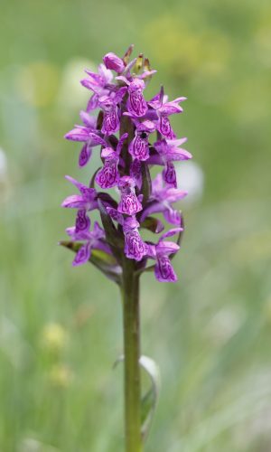 Reg. TRENTINO-ALTO ADIGE Prov. Trento 06-07-2024