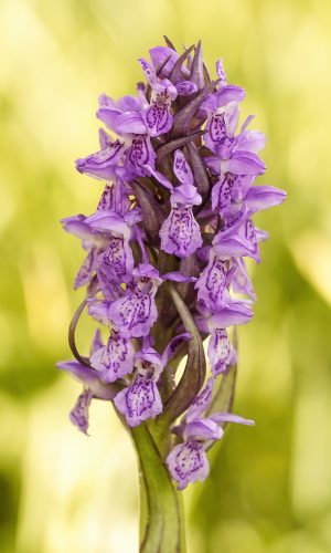 D. incarnata 2016-05-22 - IMG_5427 - Franco Benigni - MC