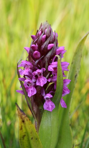 D. incarnata 2016-06-11 - IMG_5648 - Franco Benigni - MC