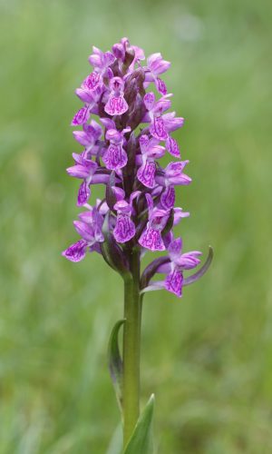 Reg. TRENTINO-ALTO ADIGE Prov. Trento 06-07-2024