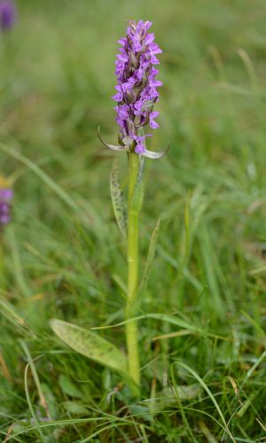 var. hyphaematodes Reg. TRENTINO-ALTO ADIGE Prov. Bolzano 21-07-2013