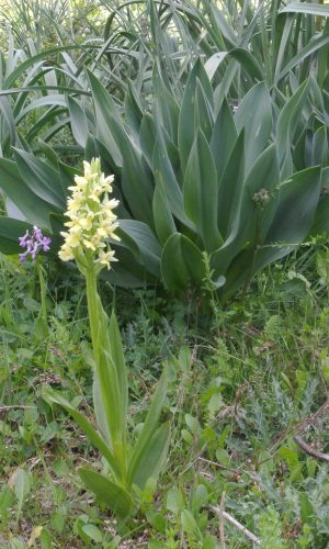Reg SARDEGNA Prov. Nuoro 24-04-2014