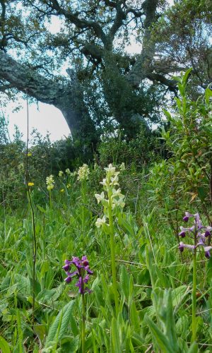 Reg SARDEGNA Prov. Sassari 29-04-2014