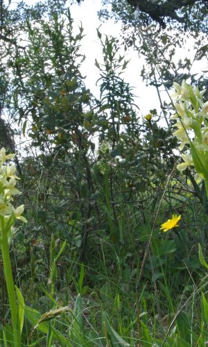 Reg SARDEGNA Prov. Sassari 29-04-2014