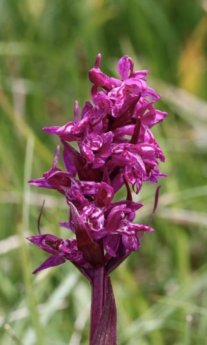 var. alpestris Reg. TRENTINO-ALTO ADIGE Prv. Trento 17-07-2020