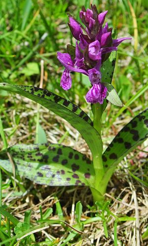 var. alpestris Reg. TRENTINO-ALTO ADIGE Prov. Trento 16-06-2016