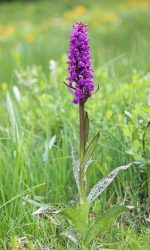 var. alpestris Reg. TRENTINO-ALTO ADIGE Prov. Trento 25-06-2023