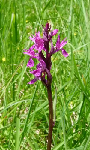 Reg. VENETO Prov. Belluno 17-06-2023