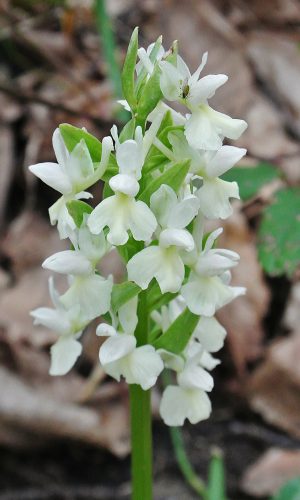 Reg. SICILIA Prov. Catania 06-04-2016