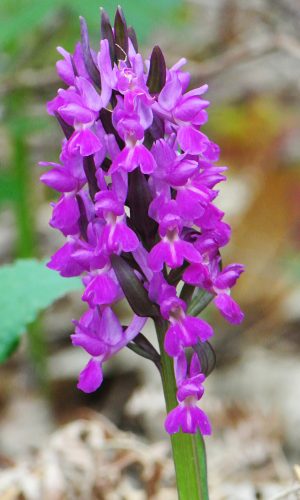 Reg. SICILIA Prov. Catania 06-04-2016