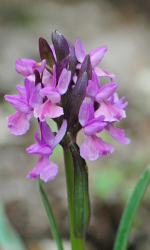 Reg. SICILIA Prov. Catania 06-04-2016