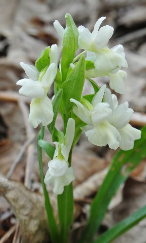 Reg. SICILIA Prov. Catania 06-04-2016