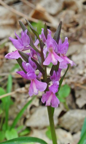 Reg. SICILIA Prov. Catania 06-04-2016