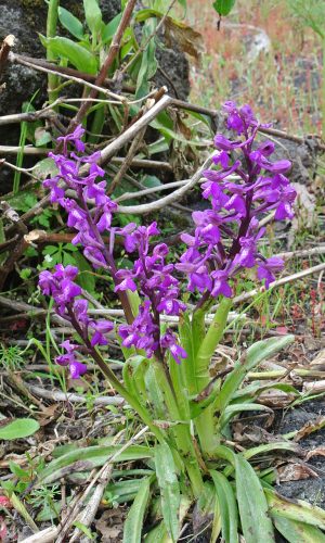 Reg. SICILIA Prov. Catania 06-04-2016