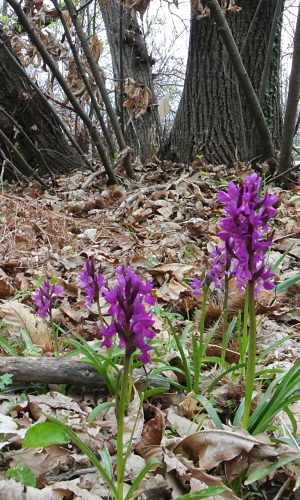 Reg. SICILIA Prov. Catania 06-04-2016
