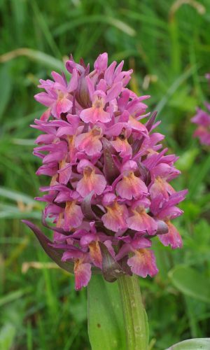 Reg. ABRUZZO Prov. L'Aquila 29-05-2018