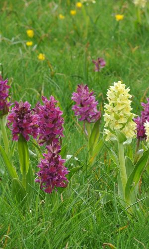 Reg. ABRUZZO Prov. L'Aquila 29-05-2018