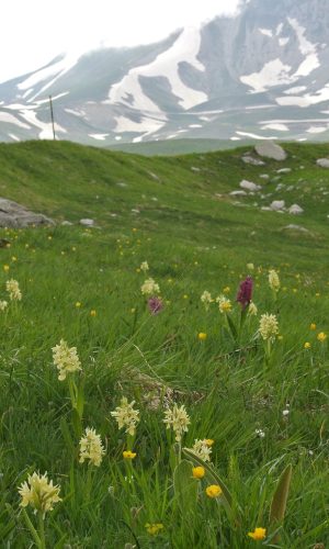 Reg. ABRUZZO Prov. L'Aquila 29-05-2018