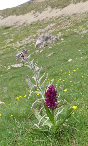 Reg. ABRUZZO Prov. L'Aquila 15-06-2019