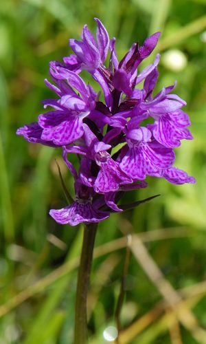 Reg. VALLE d'AOSTA Prov. Aosta 23-07-2019