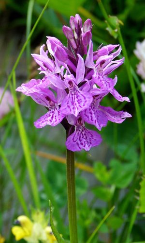 Reg. VALLE d'AOSTA Prov. Aosta 23-07-2019